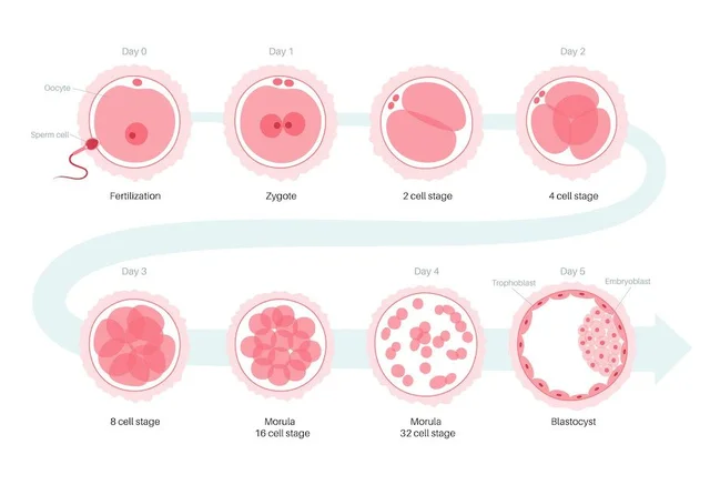 Preimplantation period - Week 1: