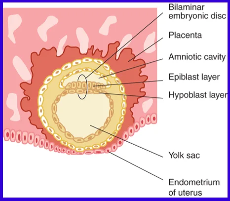 Embryonic period - Week 2: