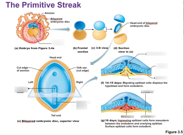 Embryonic period - Week 3: