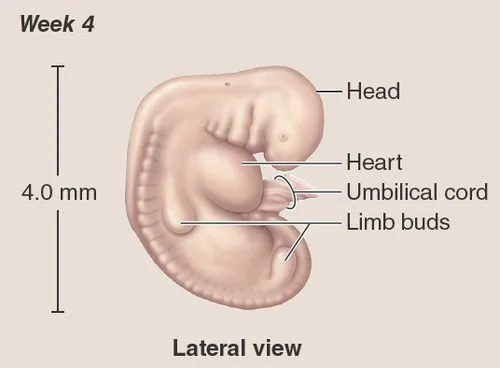 Embryonic period - Week 4: