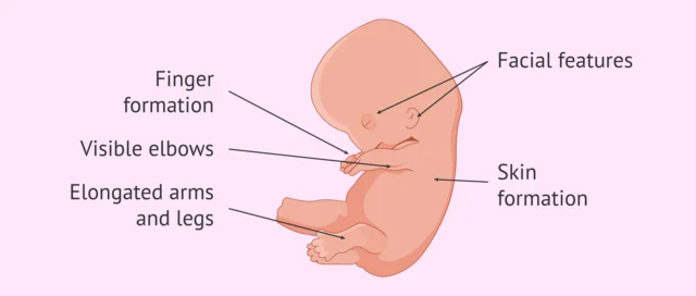 Embryonic period - Weeks 5-8: