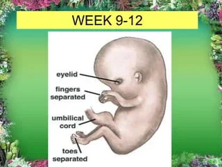 Fetal period - Weeks 9-12: