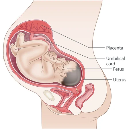 Fetal period - Weeks 35-40: