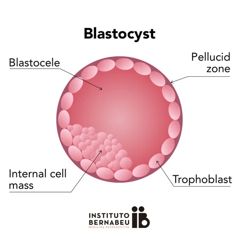 Embryonic period - Week 2: