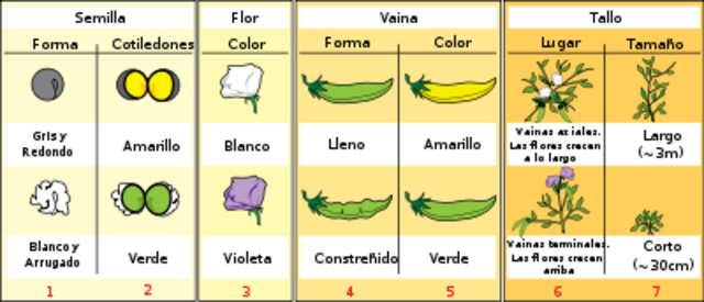 Gregor Mendel- Leyes de Mendel