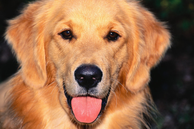 Get a Golden Retreiver