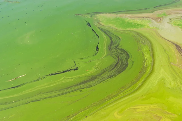 Late Devonian Extinction (365 MYA)