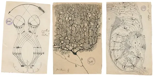 Santiago Ramón y Cajal, el primer cartógrafo del cerebro