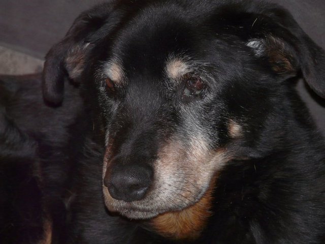 Family Dog Passed Away