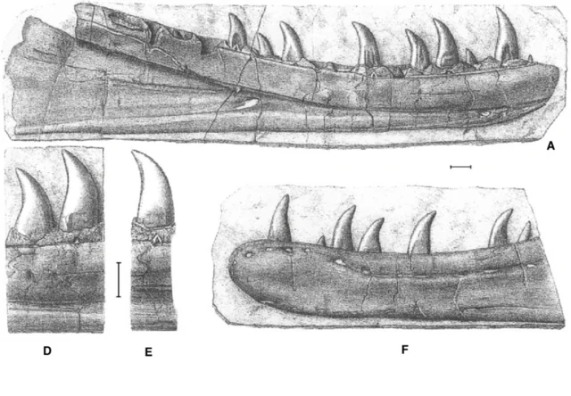 Primer dinosaurio descrito
