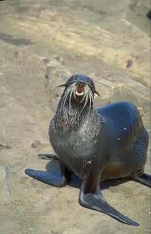 Fur Seal Industry