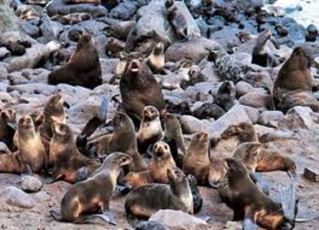 Fur Seals Become Protected
