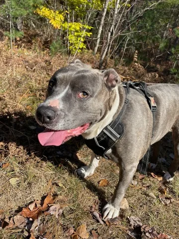 Got a new dog