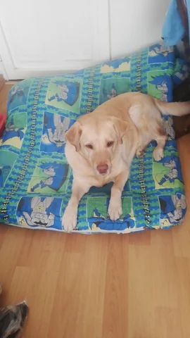 La muerte de mi perrita