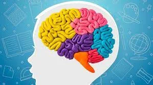 Desarrollo del cerebro: