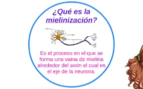 Mielinización: