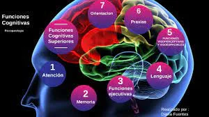 Funciones cognitivas superiores: