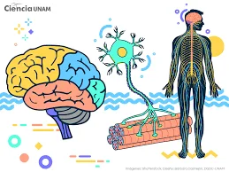 Plasticidad cerebral: