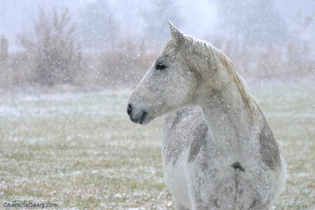 The Naming Of Snowman