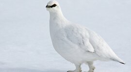 Timeline: SKOTVÍS - Rjúpnaveiðar