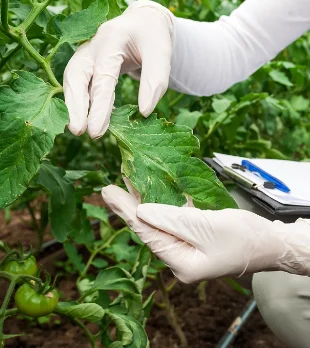 CONTROL DE ENFERMEDADES EN PLANTAS