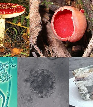 DECUBRIMIENTOS DE LOS HONGOS