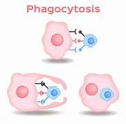 Descripción de la fagocitosis