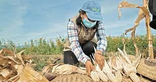 Escasez de maíz a nivel nacional