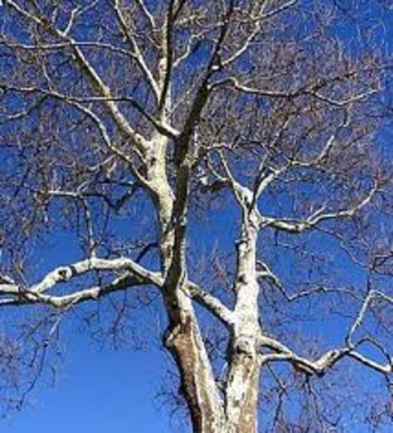 A Tree Affects the Expedition