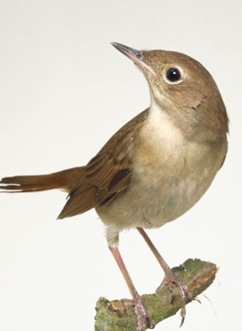 Animal Affected the Expedition