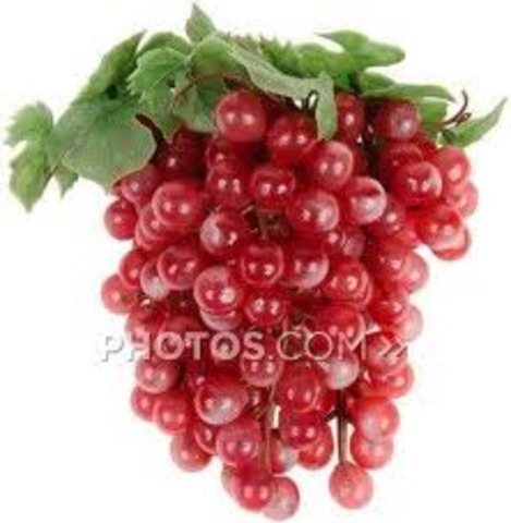 brian finds food - gut berries