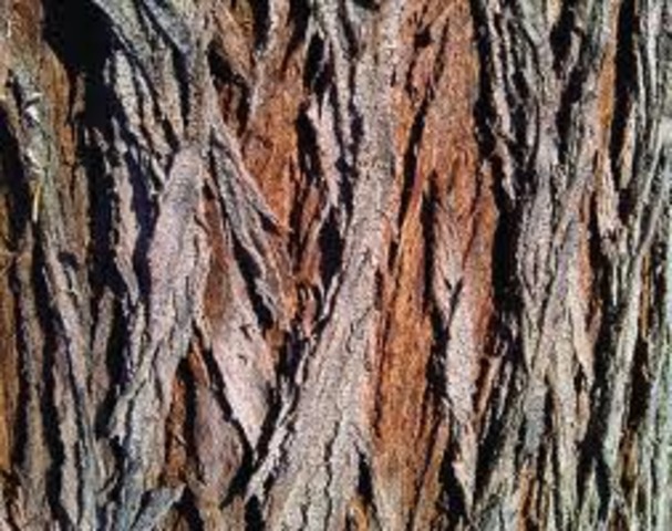 Expedition Substitues Crab Tree Bark for Tobacco