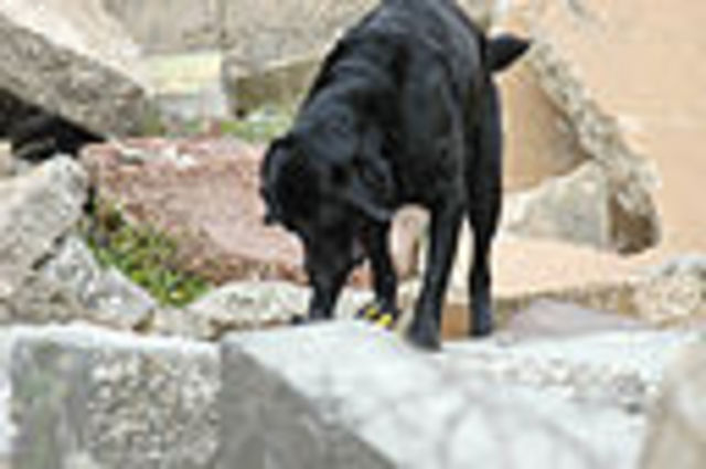 Another New Director