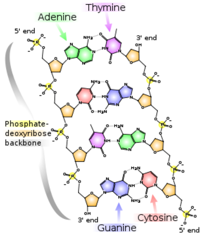 Watson's Sugar Phosphate Backbone Discovery