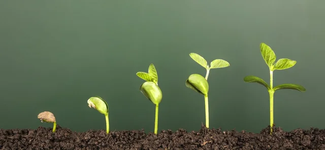 Early Growth