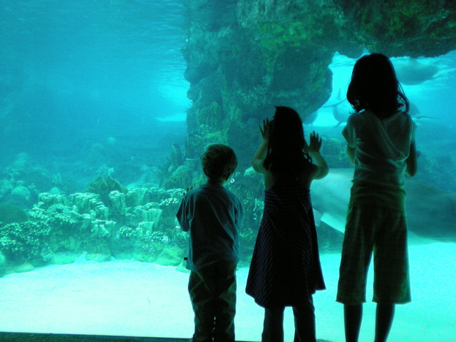 We went to the Georgia Aquarium