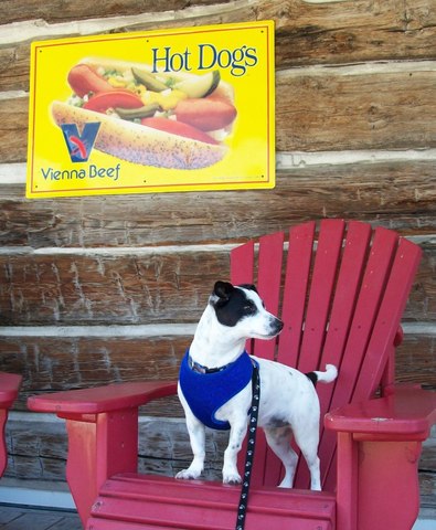 Bandit at the hotdog stand