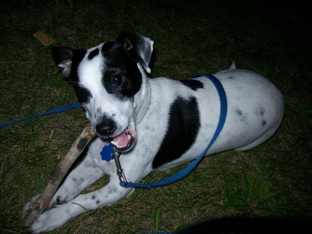 Chewing a stick in Door County
