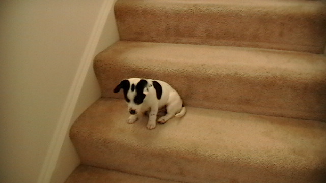 Bandit trying the stairs