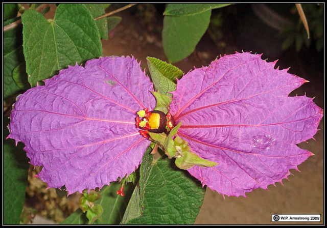 The Greeks use resin from the mastic tree as gum