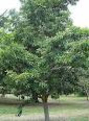 The Mayan in South America use chicle as gum