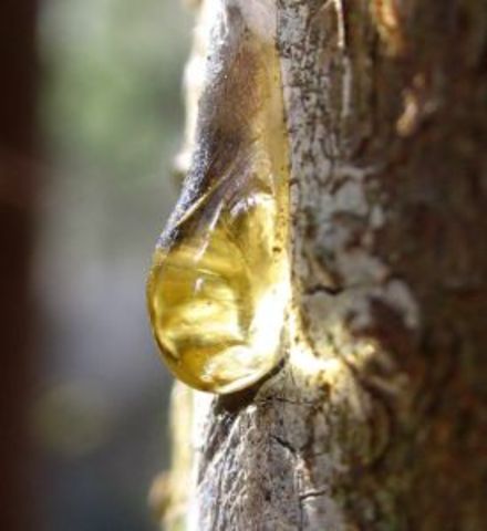 Native Americans use tree resin as gum