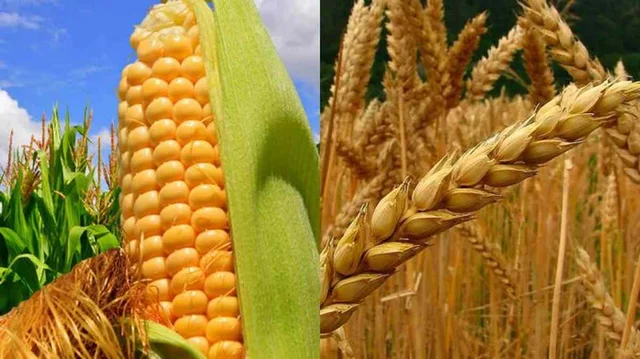 Motín por la escasez de maíz y trigo