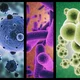 Ramas microbiologia default