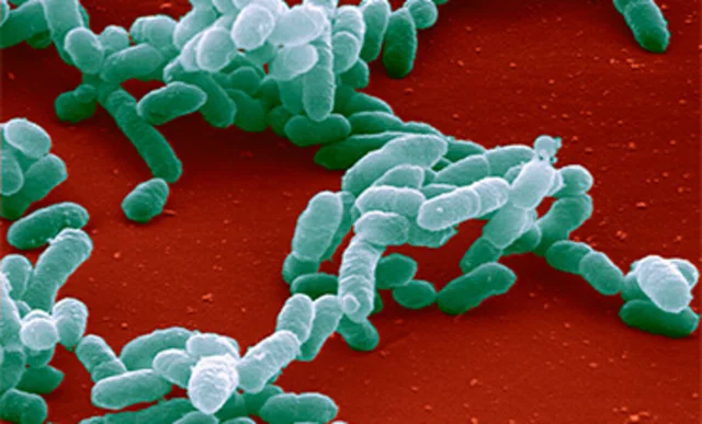 Genoma de Haemophilus Influenzae