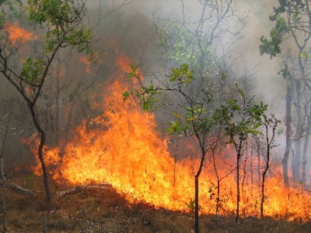 nsw's bushfire