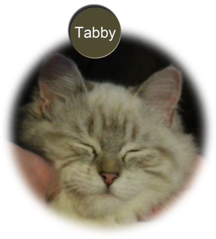 Tabby´s Geburtstag