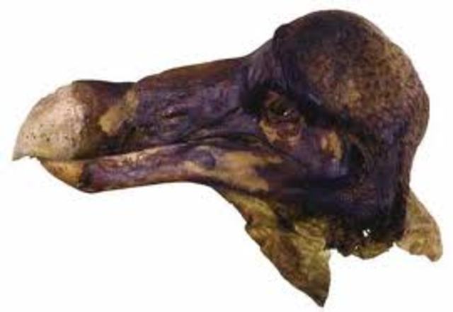 dodotheory is 1000 years old.