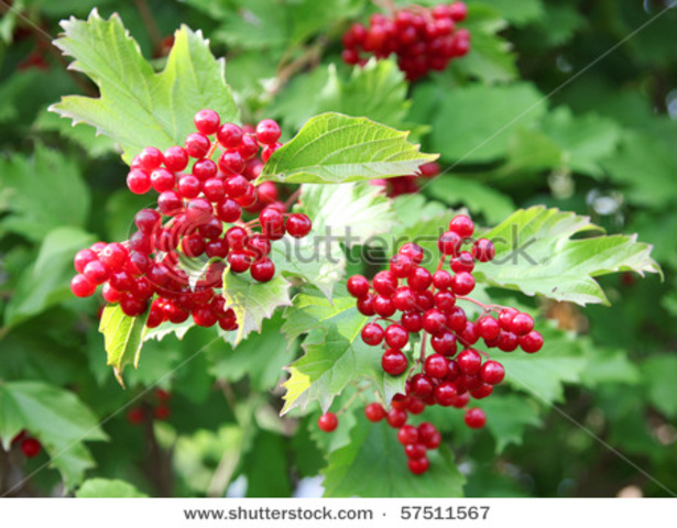 Brian finds gut-cherries.