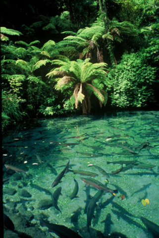 Rotorua rainbow springs